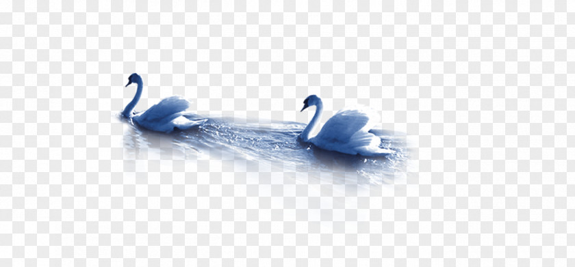 Swan Duck Brand Wallpaper PNG