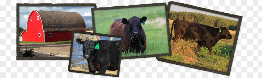 Angus Cattle Advertising Recreation PNG