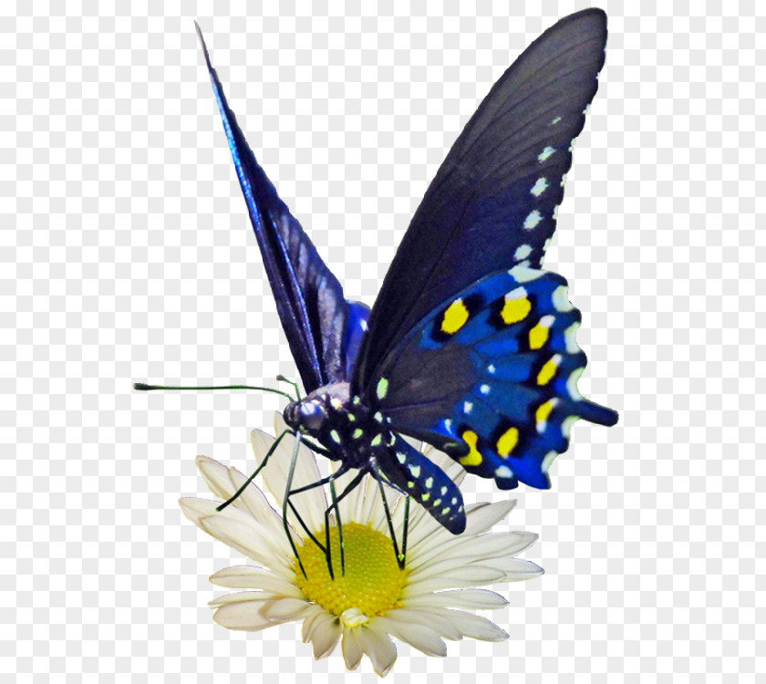 Butterfly Butterflies And Moths Icon PNG