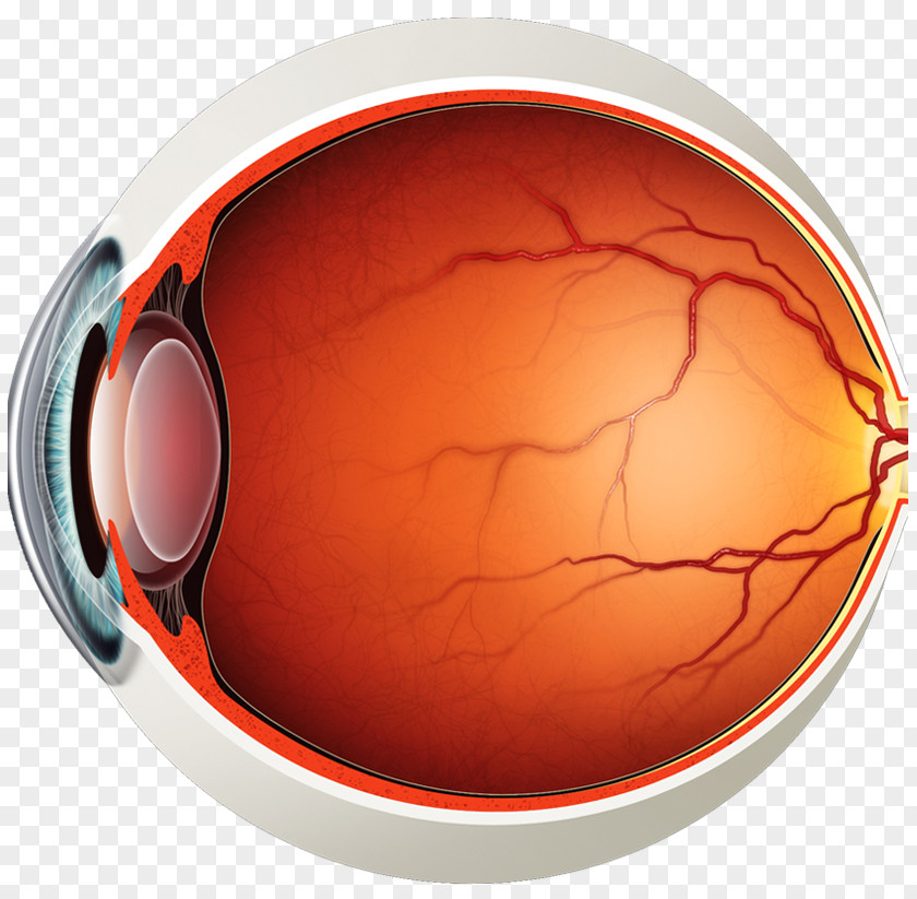 Eye Human Anatomy Macula Of Retina PNG