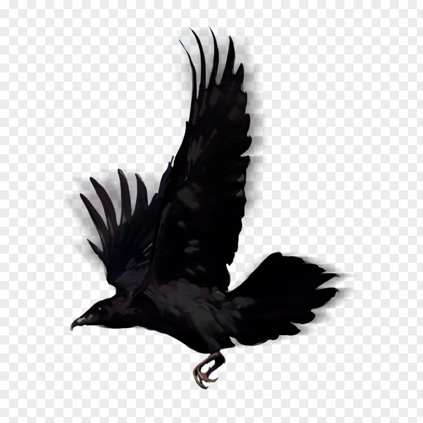 Lovebirds Bird American Crow Common Raven PNG