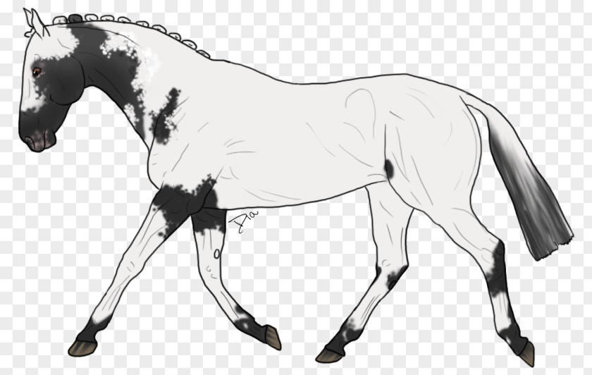 Mustang Mule Appaloosa Pony Foal PNG
