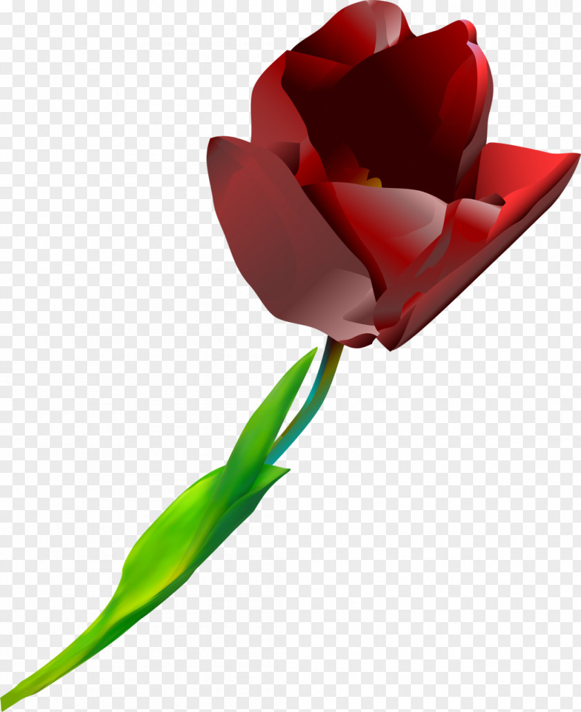 Tulip Cut Flowers Red Plant PNG