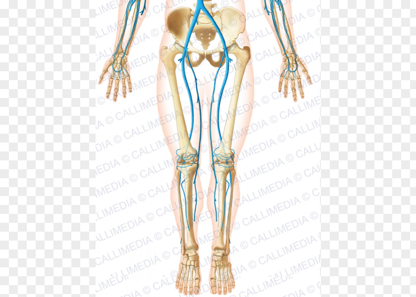 Arm Finger Basilic Vein Forearm PNG