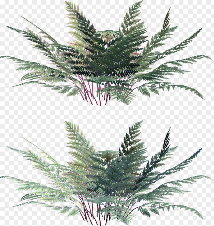 Fern Leaf Vascular Plant Clip Art PNG