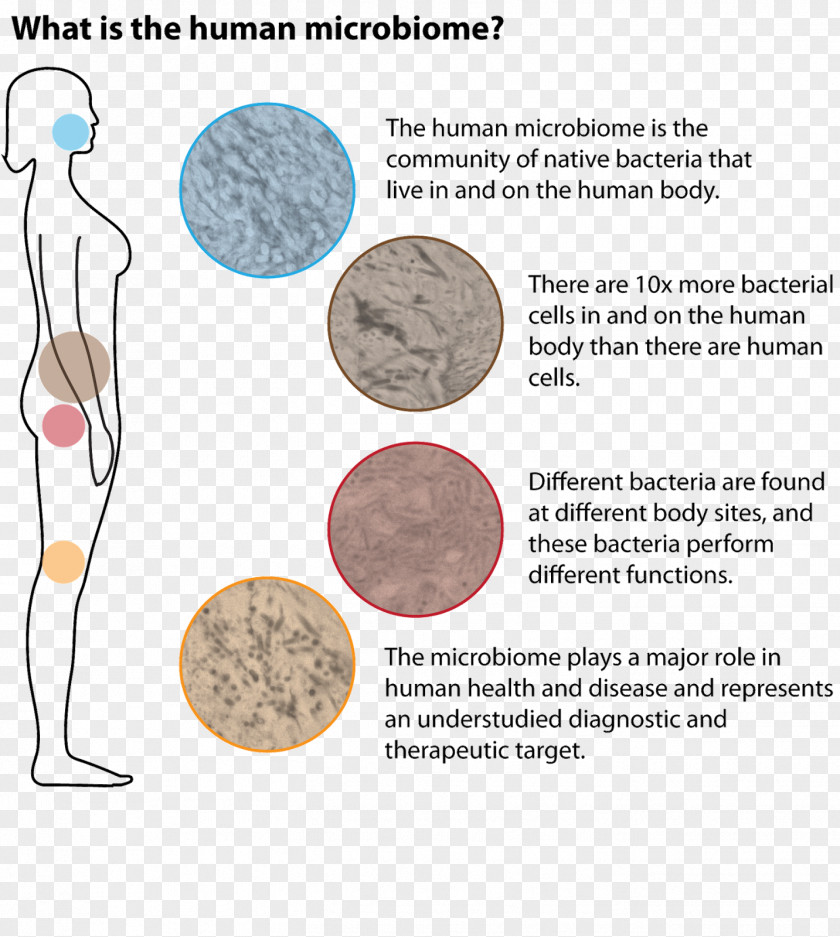 Pregnancy Human Microbiota Disease Health PNG