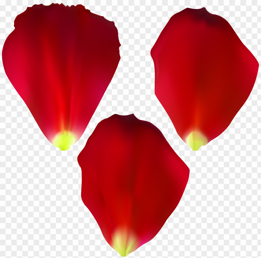 Rose Petals Painting Clip Art PNG
