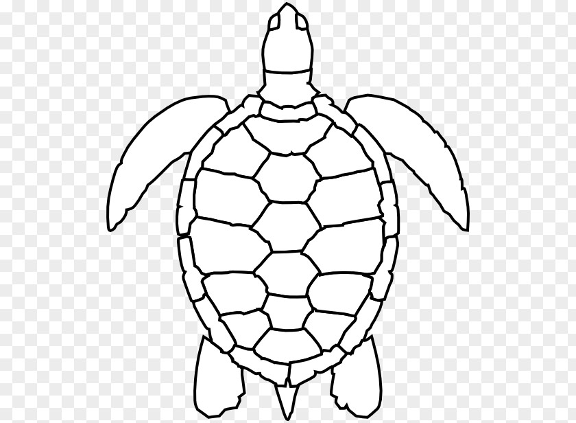Sea Turtle Green Drawing Clip Art PNG