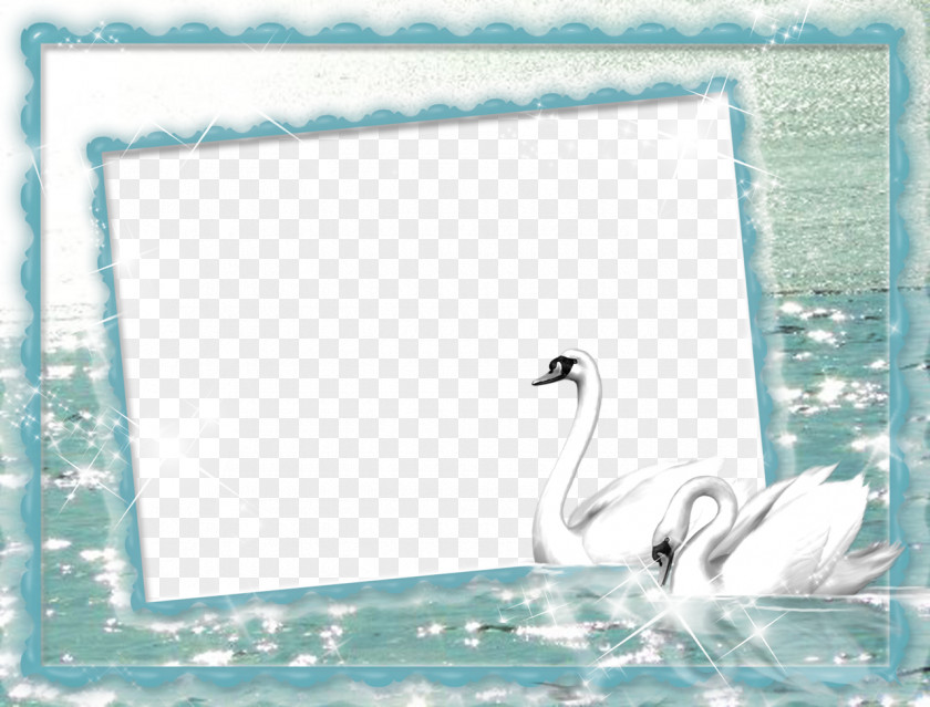 Swan Cygnini Picture Frames PNG