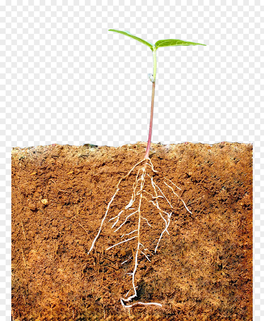 Yellow Soil Profile Pea Sprout Multiview Projection Plant PNG