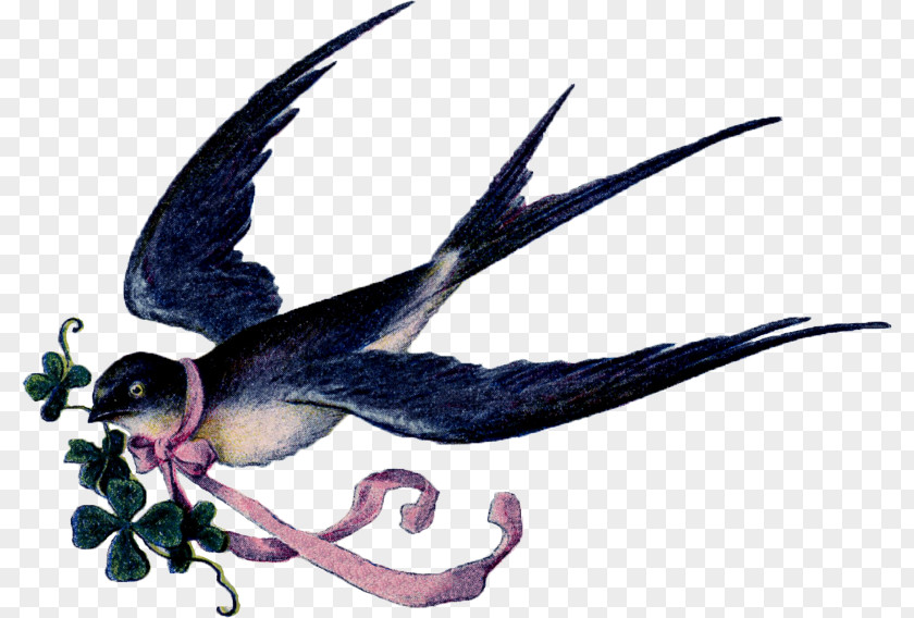 Bird Swallow Tattoo Illustrations PNG