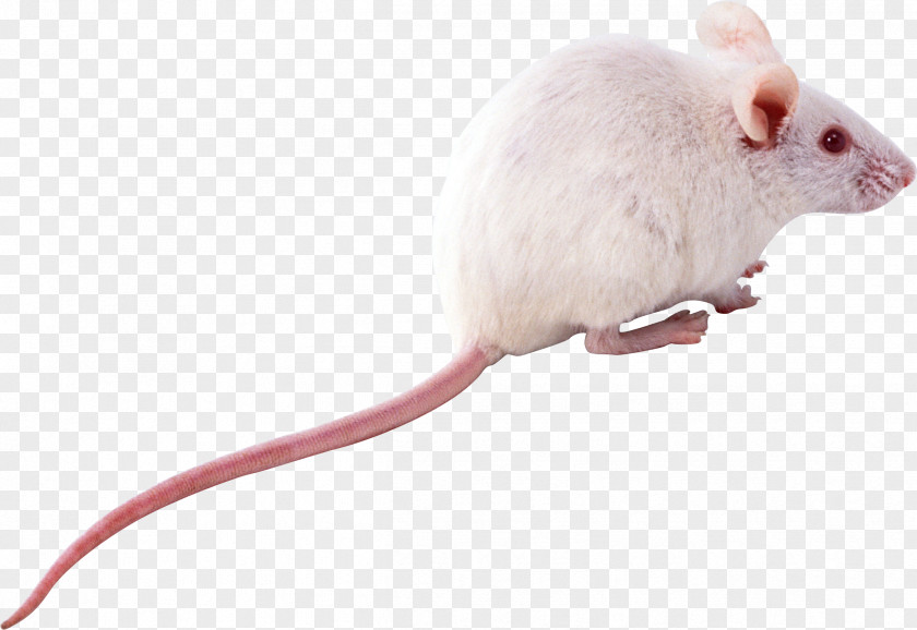 Mouse, Rat Image Computer Mouse Rodent PNG