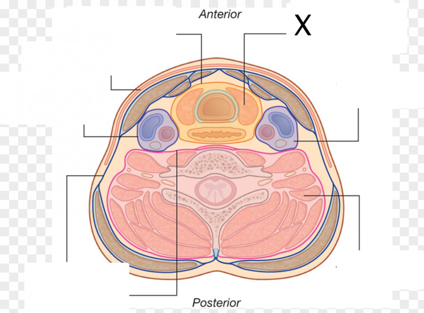 Visceral Pretracheal Fascia Deep Cervical Compartment PNG