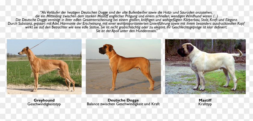 Deutsche Dogge Dog Breed Great Dane English Mastiff Sporting Group Fawn PNG