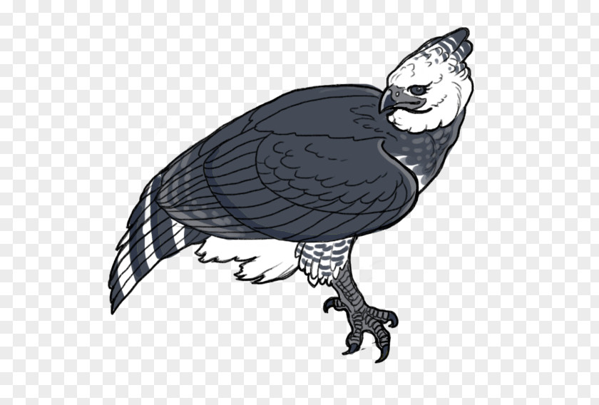 Eagle Vulture Harpy PNG