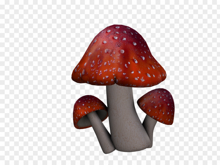 Mushroom Amanita Muscaria Fungus PNG