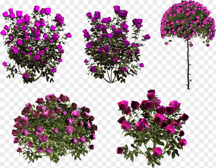 Rose Still Life: Pink Roses Floral Design Garden Flower PNG