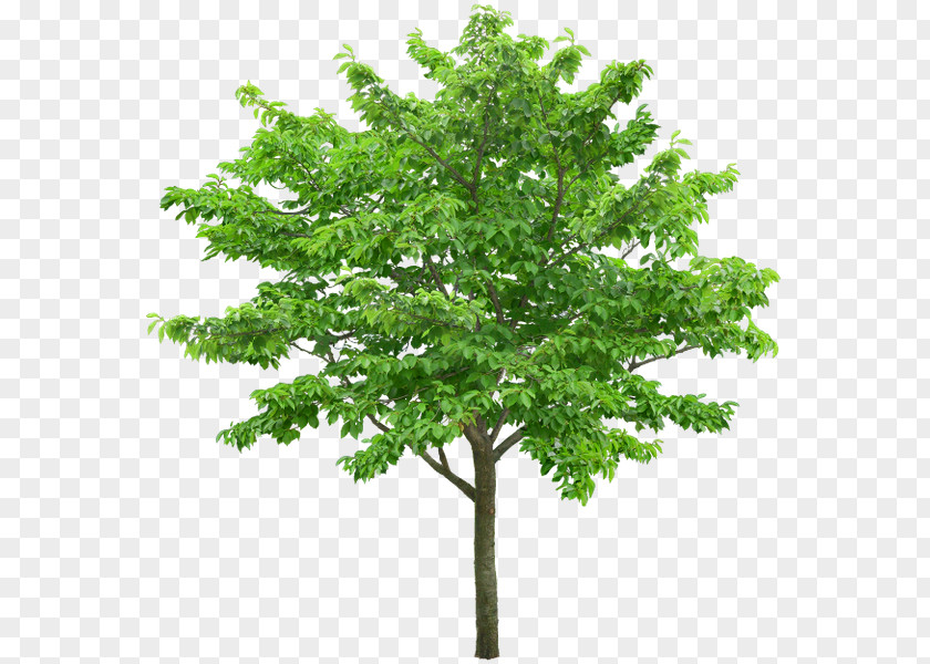 Tree Stock Photography Branch PNG