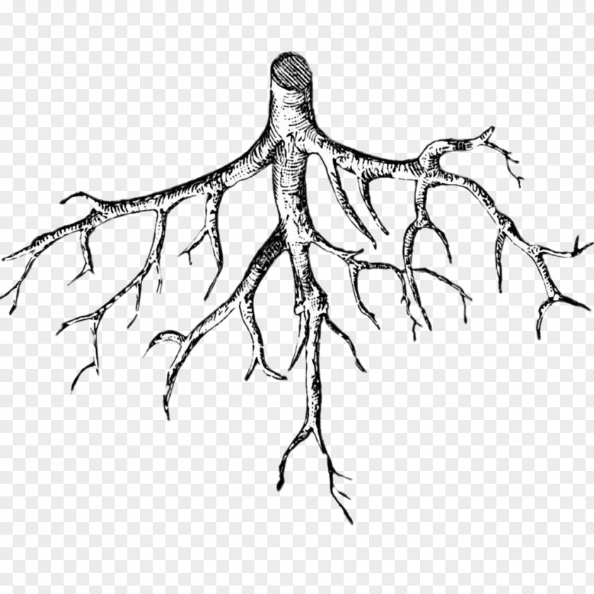 Circulatory Taproot Drawing Clip Art PNG