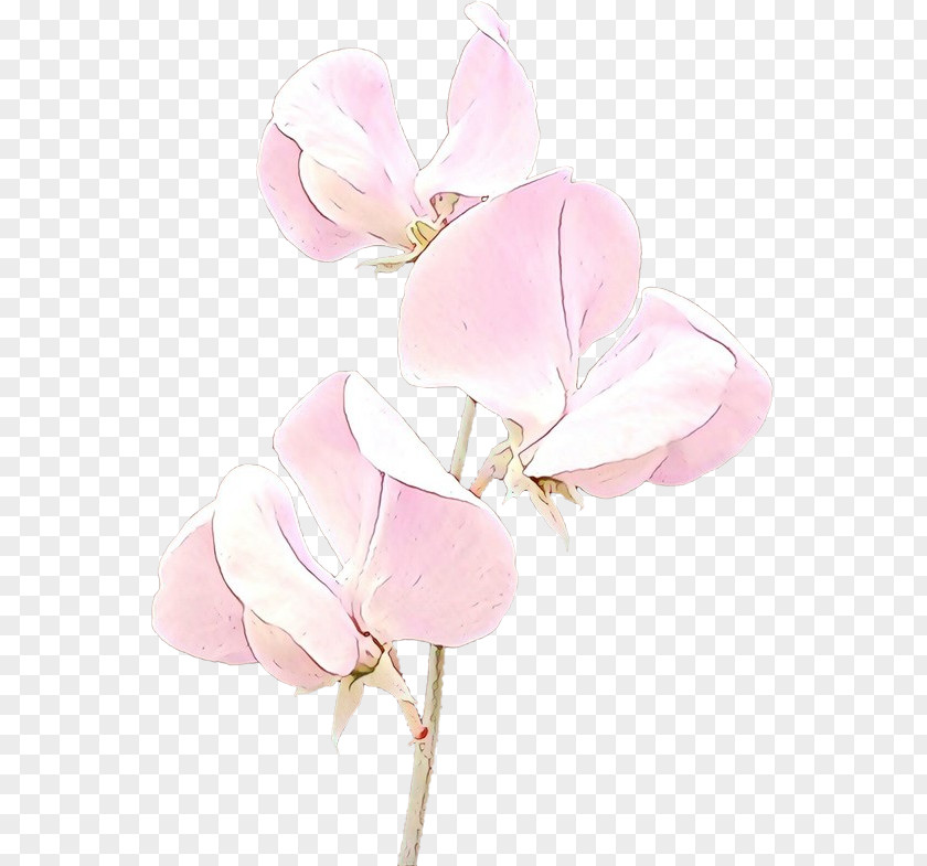 Herbaceous Plant Magnolia Family Pink Petal Flower Sweet Pea PNG