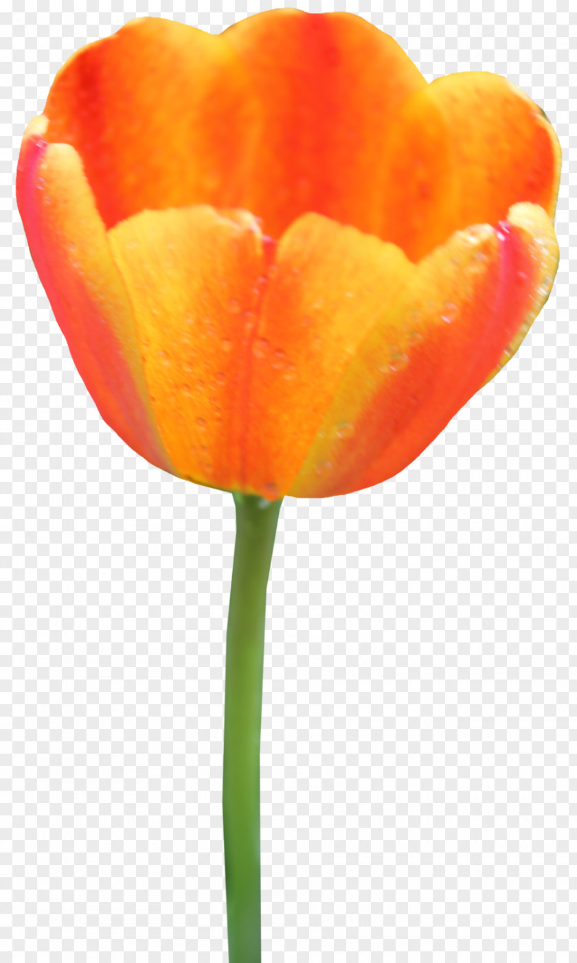 Orange Flower Tulip Clip Art PNG