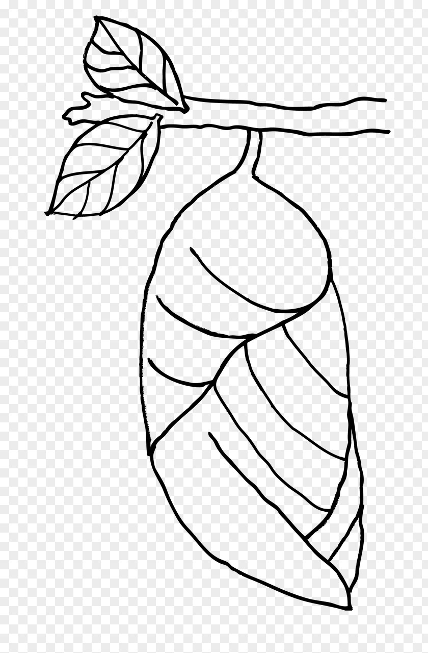 Butterfly Leaf Insect Coloring Book Pupa PNG