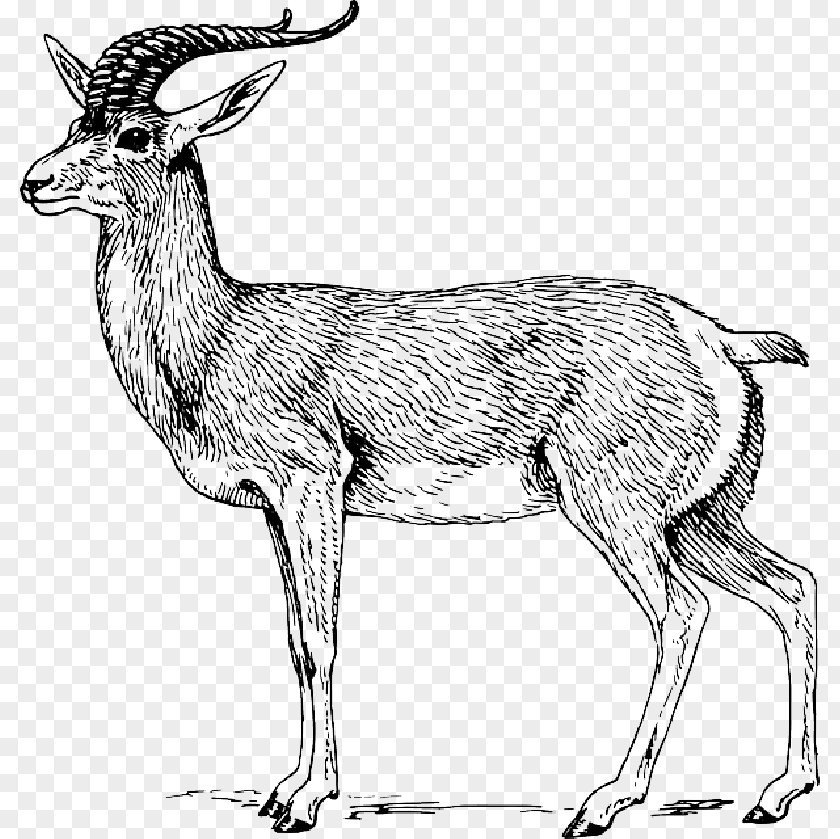 Goat Drawing Antelope Clip Art Bovidae Gazelle Common Eland PNG