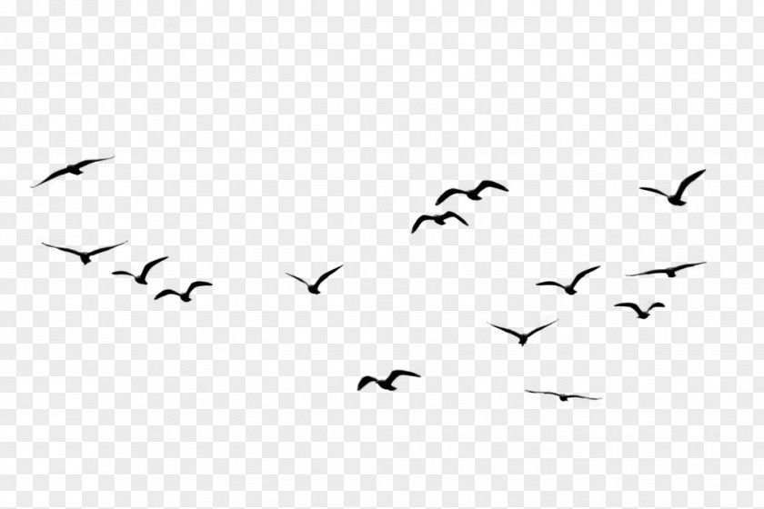 Avialae Bird Migration Crows Swan Goose PNG