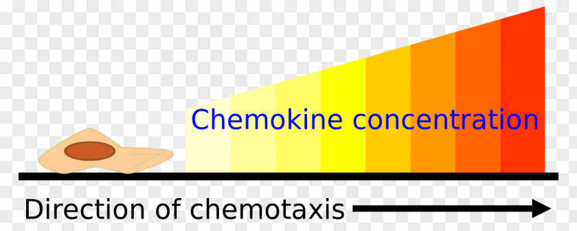 Chemo Chemotaxis Assay Chemokine Cell Gradient PNG