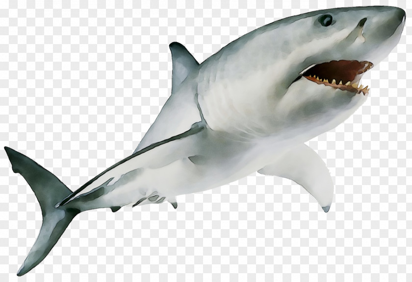 Great White Shark Mackerel Sharks Bull Image Cartilaginous Fishes PNG