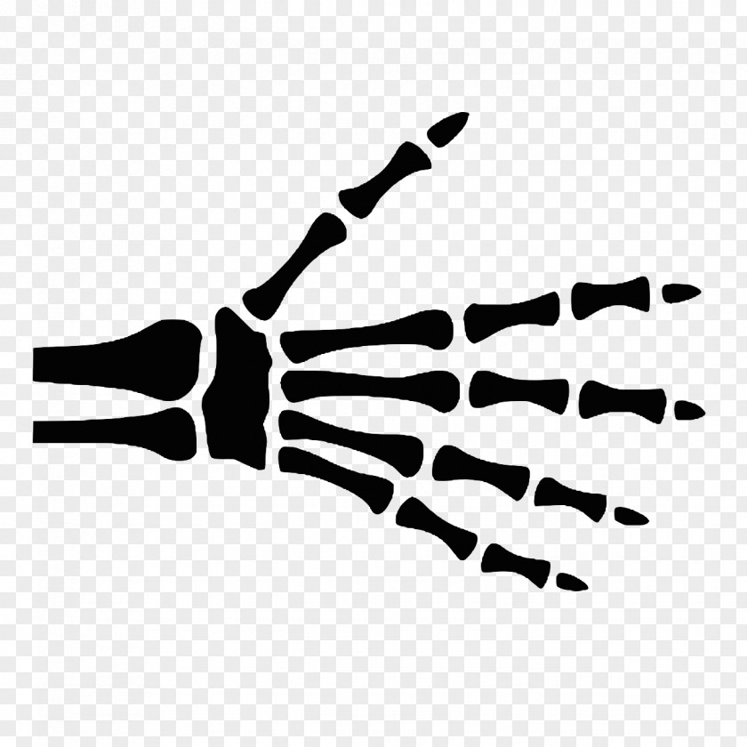 Hand Finger Radiographic Anatomy Bone PNG