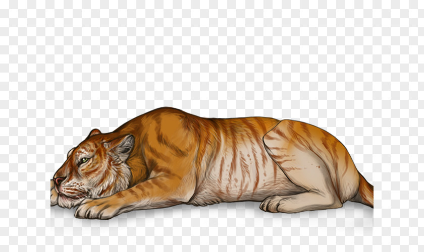 Tiger Golden Lion Tigon Cat PNG