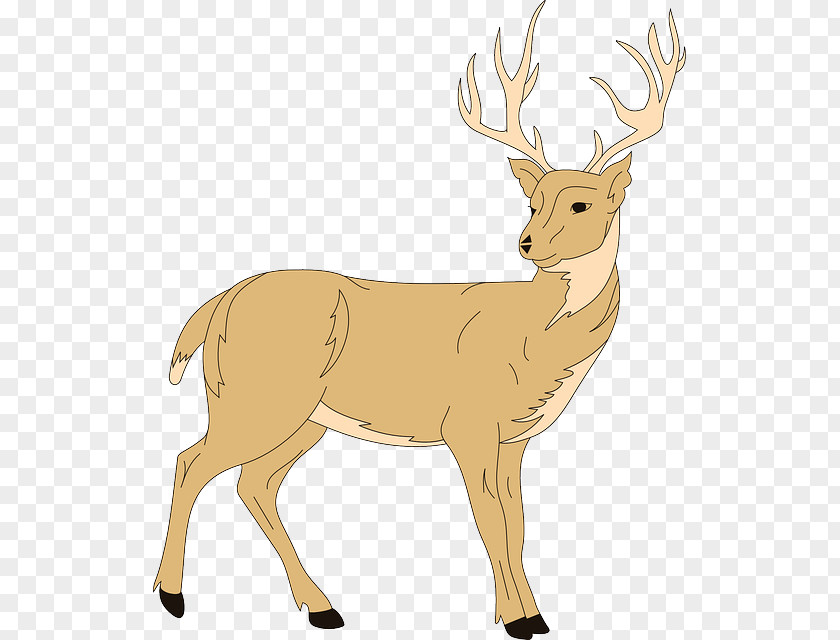 Deer White-tailed Whitetail Images: Up Close And Personal Clip Art PNG