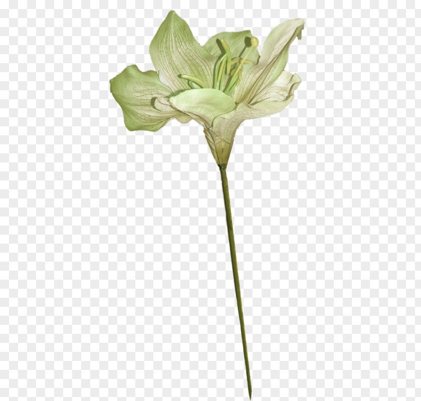 Green Lily Lilium Flower PNG