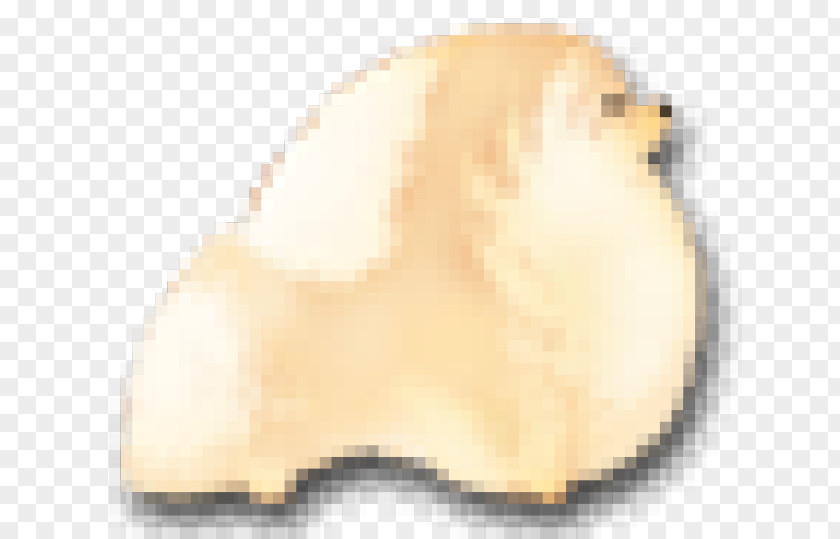 Nose Animal Material PNG