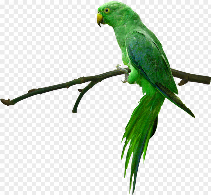 Sparrow Parrot Bird Rose-ringed Parakeet Desktop Wallpaper High-definition Television PNG