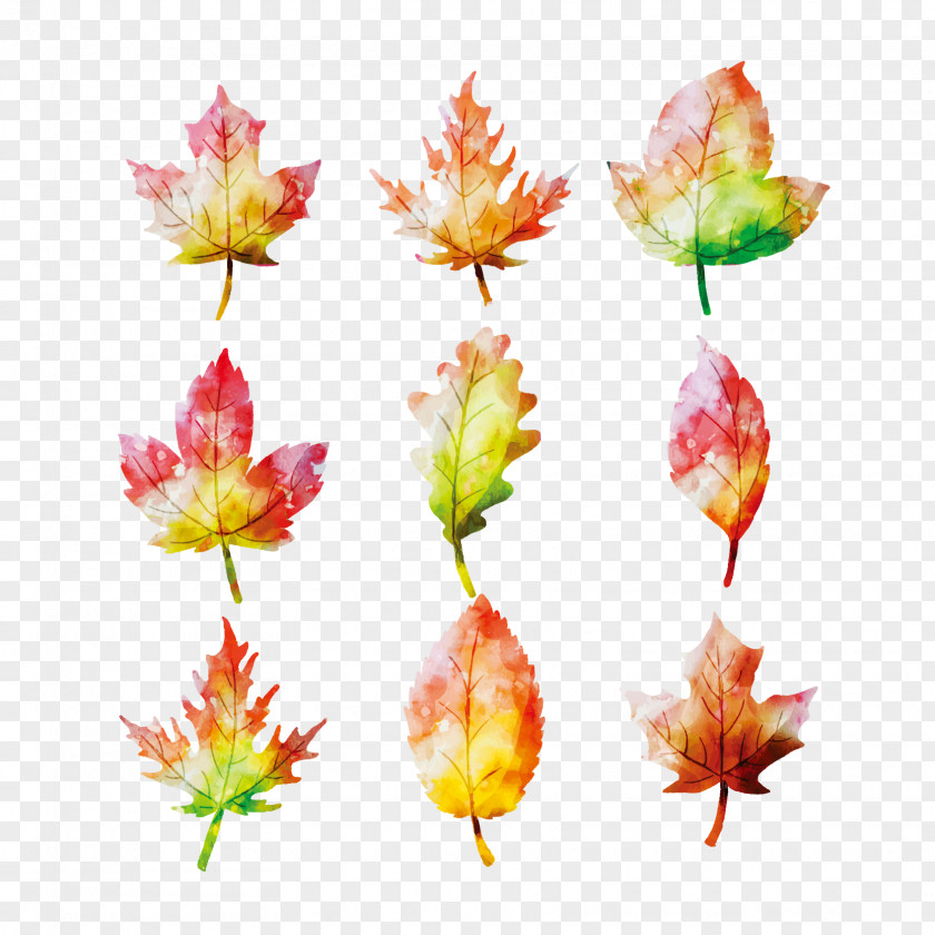 Vector Watercolor Autumn Maple Leaves Leaf Painting PNG