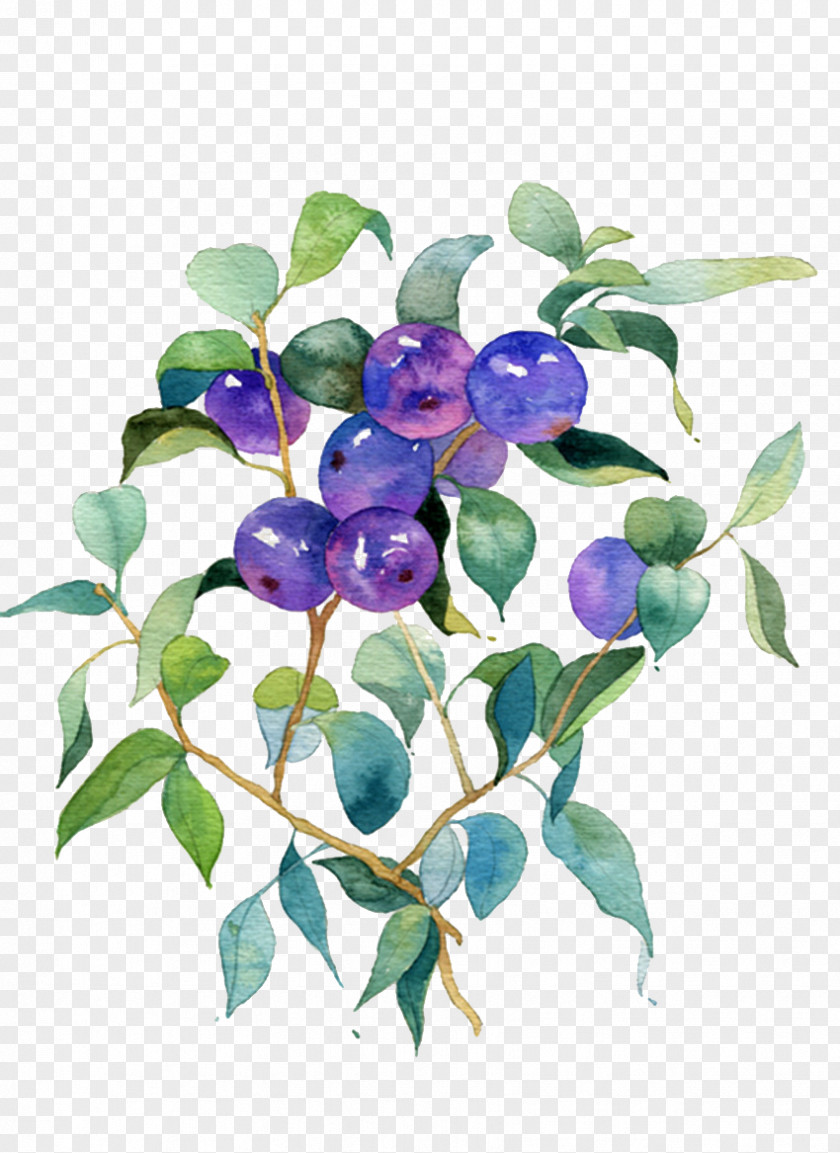 Wild Blueberry Picture Material Fruit PNG