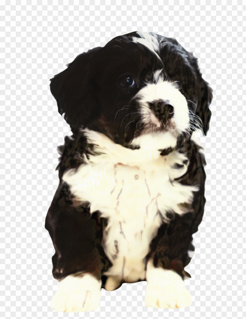 Border Collie Bernese Mountain Dog Cute PNG