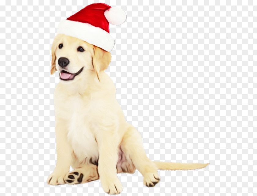 Costume Hat Paw Golden Retriever Background PNG