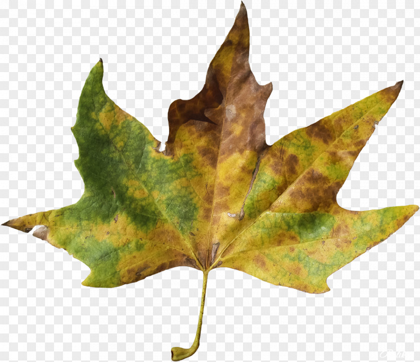 Leaves Maple Leaf RAR Clip Art PNG