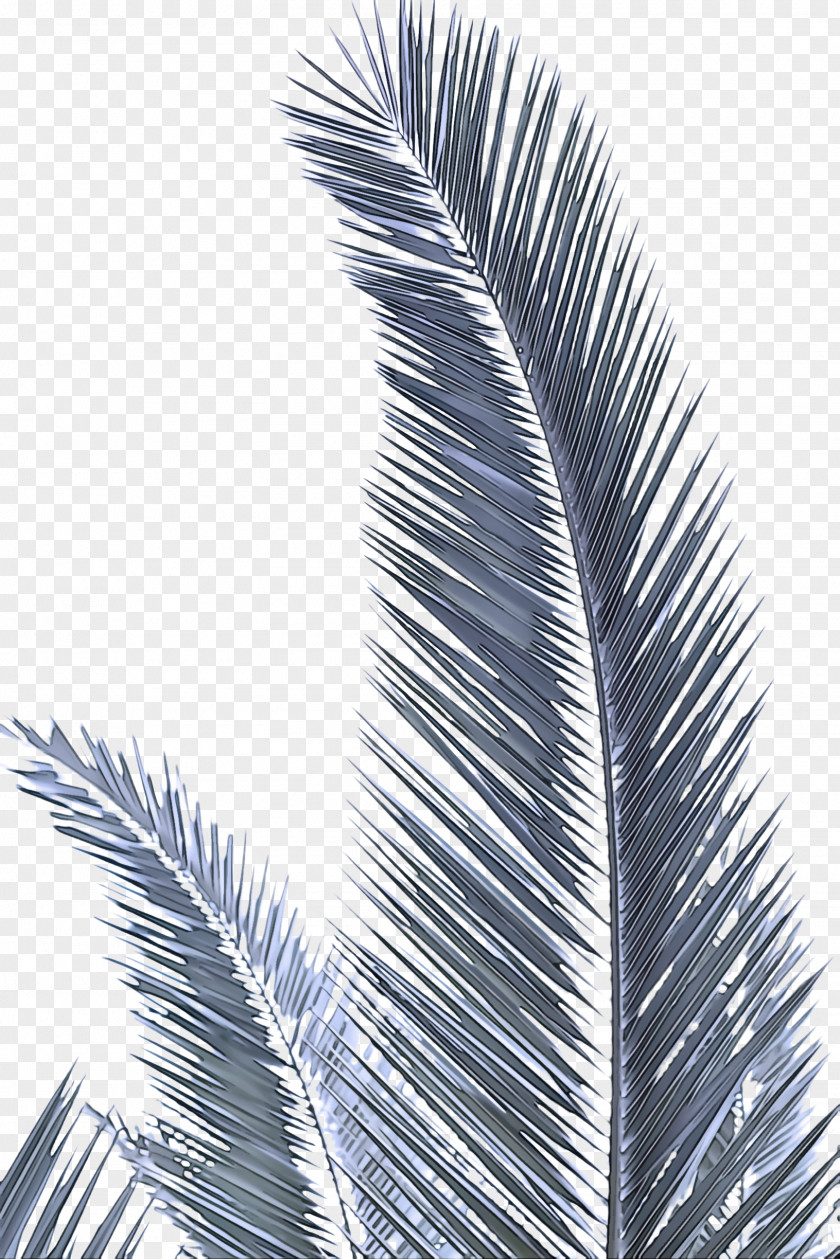Sky Elaeis Palm Tree PNG