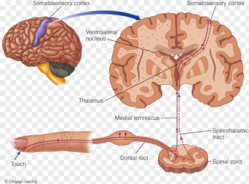 Brain Cutaneous Receptor Neural Pathway Lamellar Corpuscle Tactile PNG