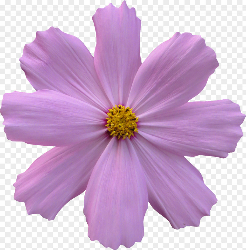 Purple Flowers Flower Garden Rose Cosmos PNG