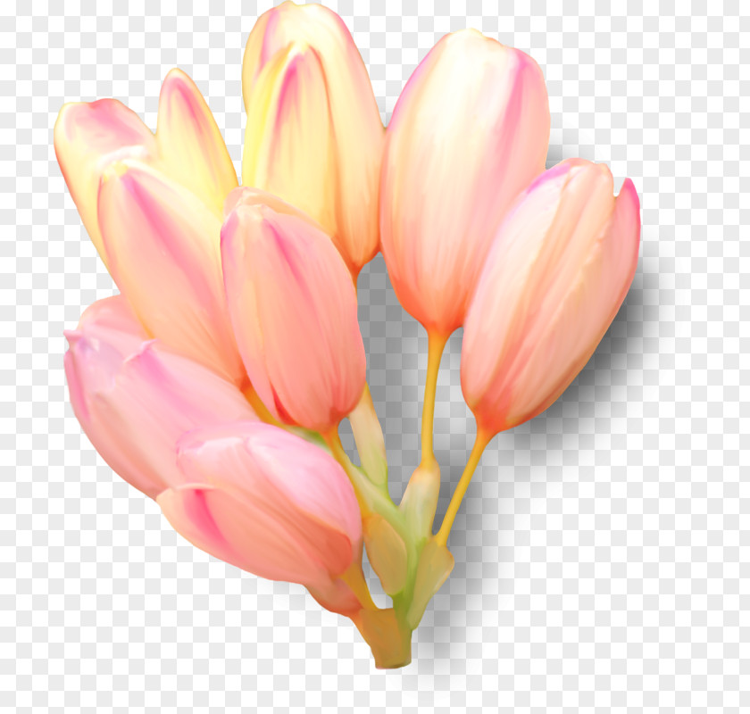 Tulip Clip Art Flower Petal PNG