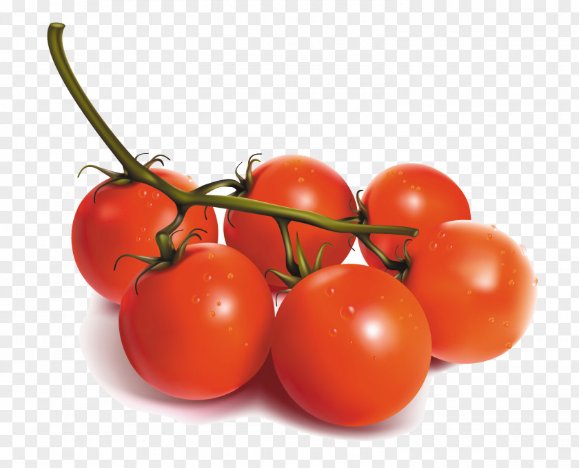 Vector Hand-painted Cherry Tomatoes Tomato Vegetable PNG