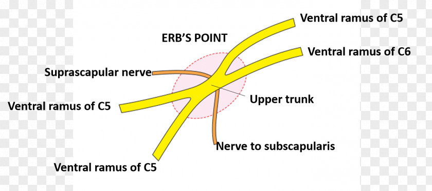 Arm Nerve Point Of Neck Brachial Plexus Medial Cutaneous Upper Trunk Posterior Triangle The PNG