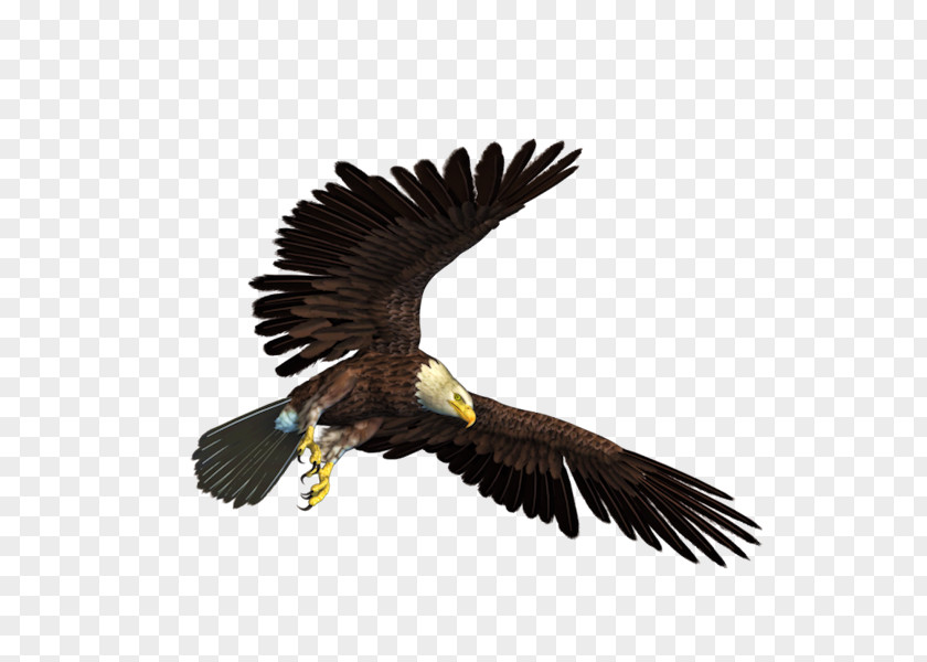 Eagle Bald Clip Art PNG