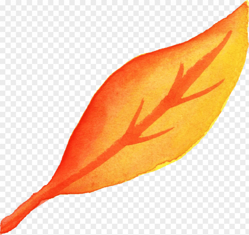 Feather Plant Autumn Leaf Drawing PNG