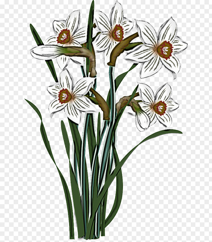 Flower Plant Narcissus Pedicel Stem PNG